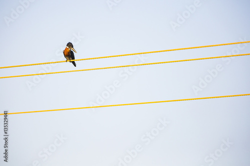 kingsfisher on a power line