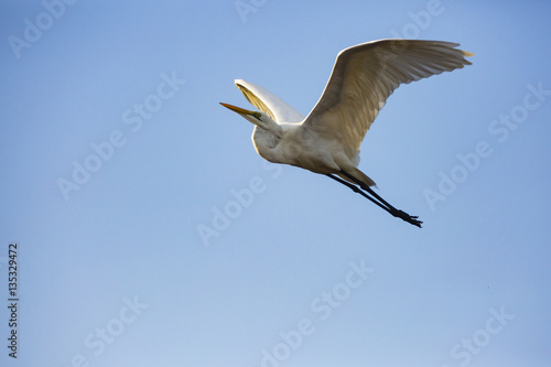 a flying egret photo