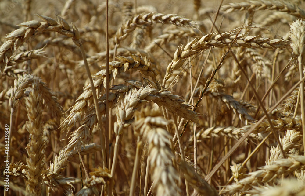 Fototapeta premium ripe ears of grain ready for harvest