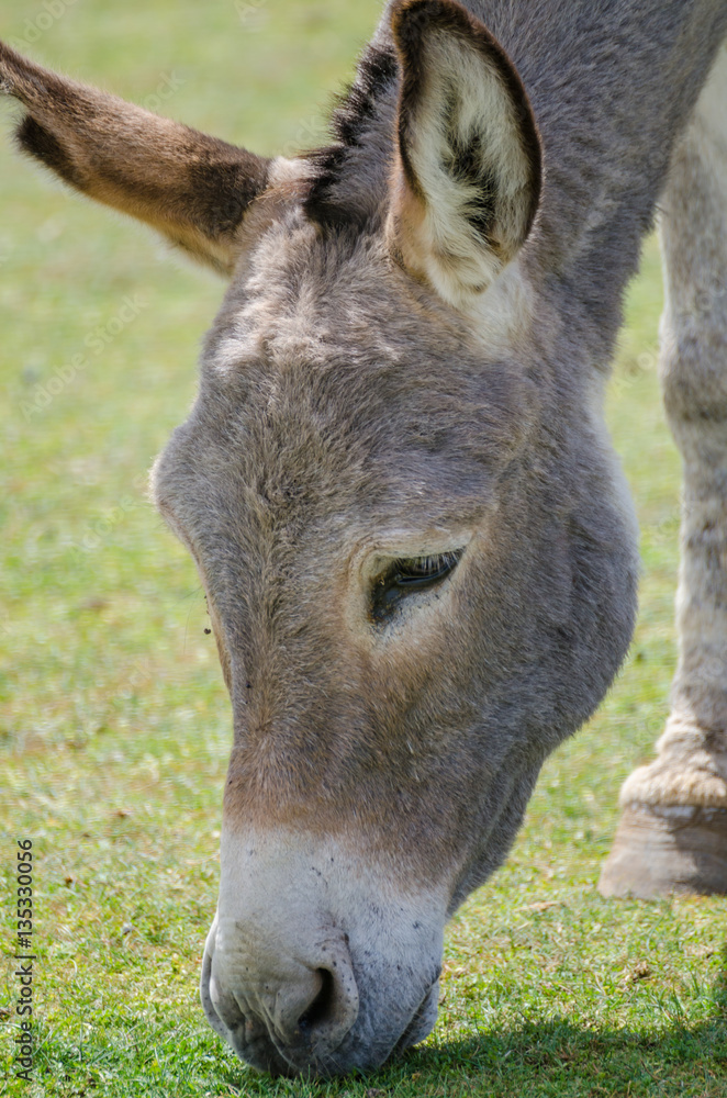 Peaceful donkey grazing away on short grass at lake shore in Atlas mountains of Morocco