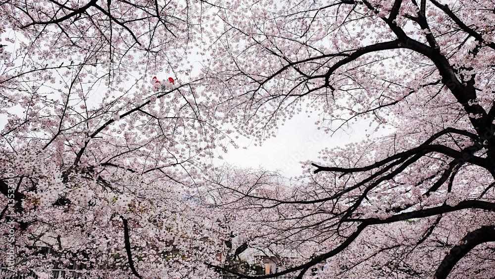 Sakura along Kanda River in Tokyo, Japan Sakura along Kanda River in Tokyo, Japan