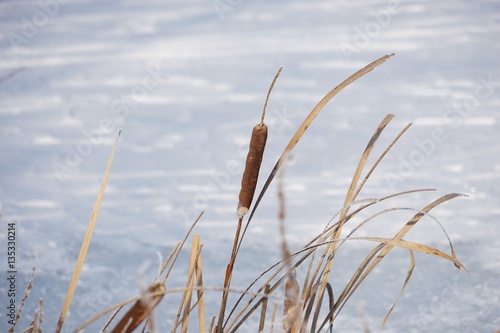 Winterlandschaft am zugefrorenen See mit Schilf