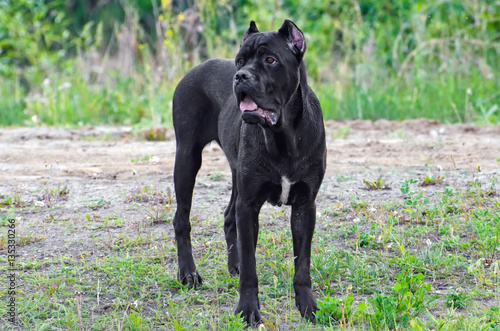 Canecorso black dog