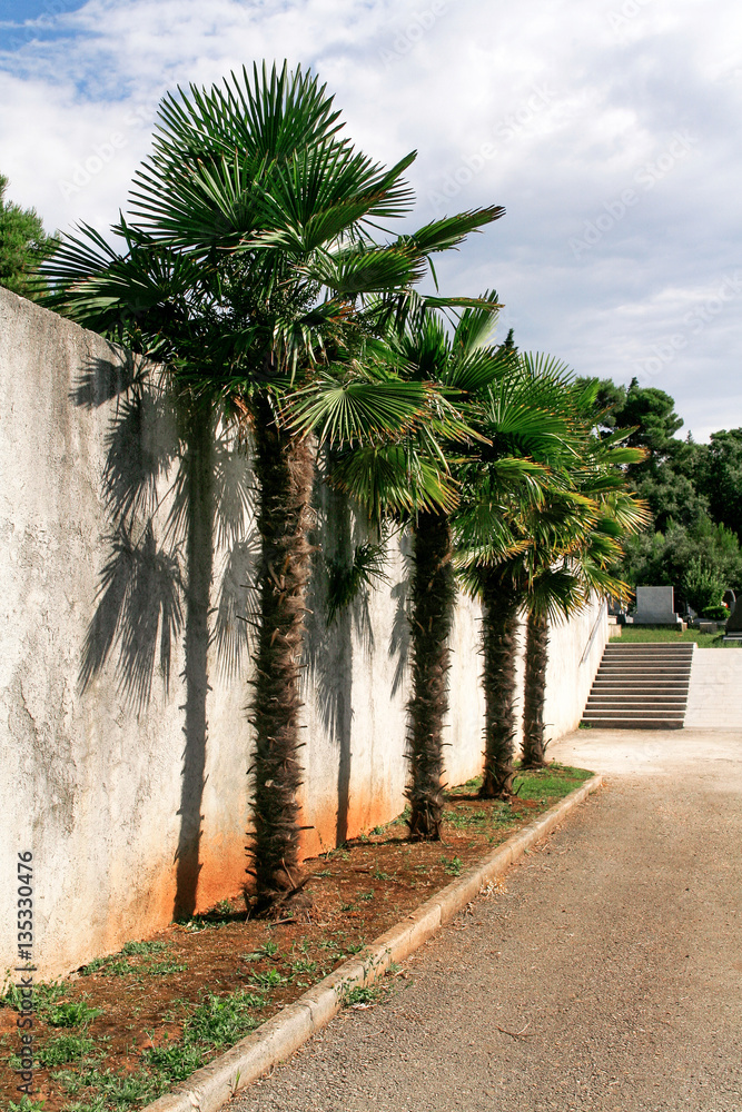 Palm trees by the wall Palm trees by the wall