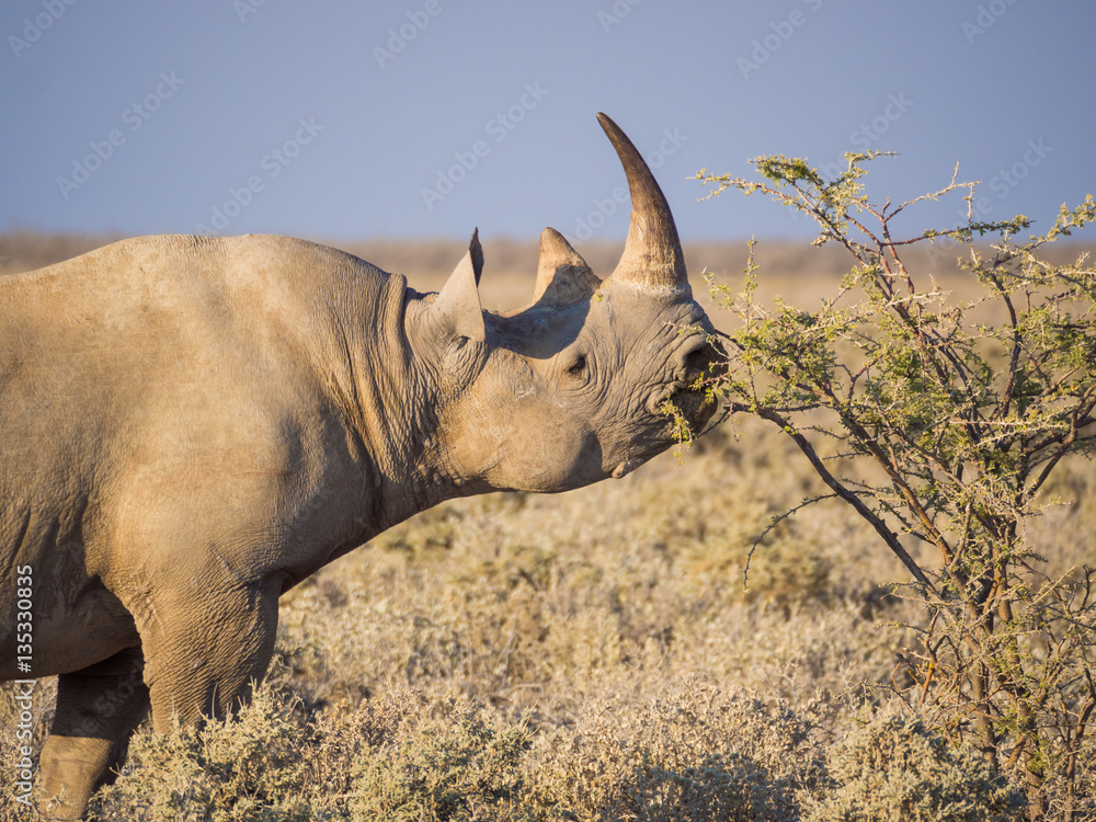 Fototapeta premium Portrait of large endangered black rhino feeding on small bush in Etosha National Park, Namibia, Africa