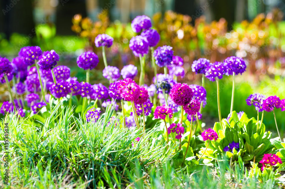 Purple flowers grass spring flower beds Purple flowers grass spring flower beds
