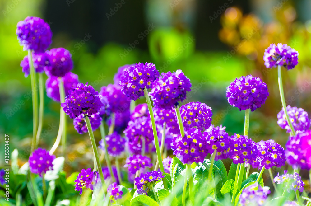 Fototapeta premium Purple flowers grass spring flower beds