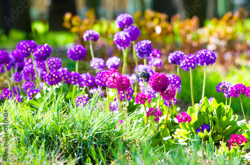 Purple flowers grass spring flower beds © aapsky