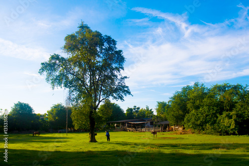 Trees in the Garden for background