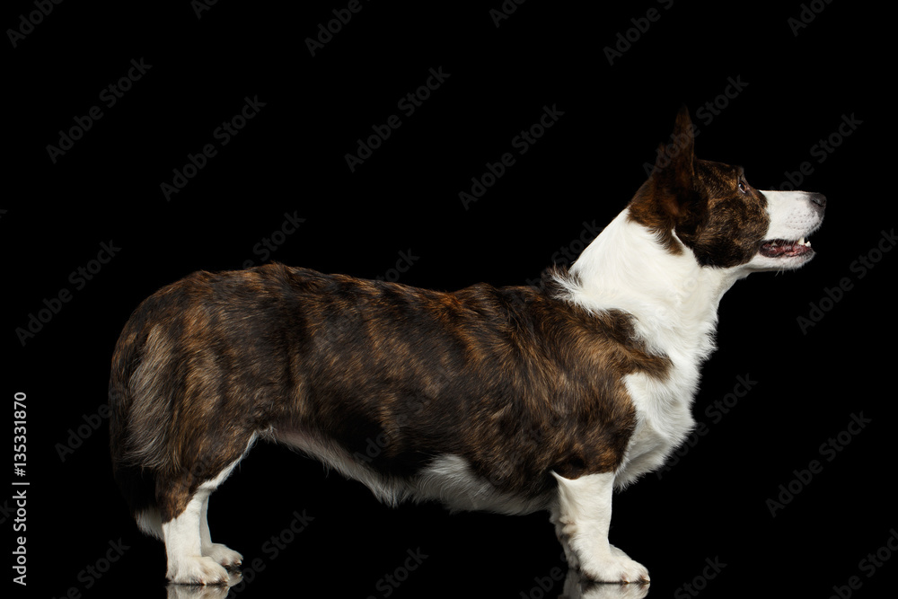 Welsh Corgi Cardigan Dog Standing on Isolated Black Background, side view