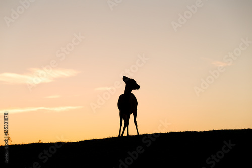 Silhouette of deer © leungchopan