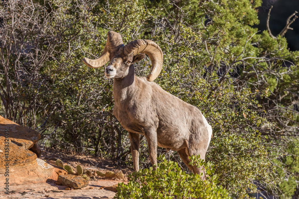 Desert Bighorn Sheep Ram in Utah