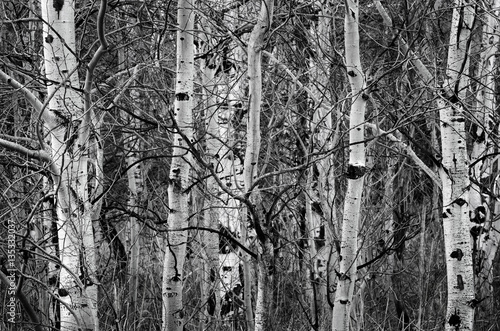 Birch Aspen Trees in Autumn bare Tree Trunks