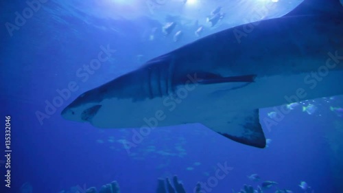 Wallpaper Mural Sand Tiger Shark Carcharias taurus , dangerous fish floating in special tank. Torontodigital.ca