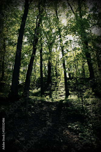 Fototapeta Naklejka Na Ścianę i Meble -  mystic forest