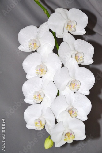 Weiße Blütenrispe einer Schmetterlingsorchidee - Phalaenopsis