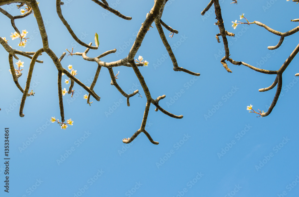 Fototapeta premium frangipani branch, plumeria branch with blue sky.