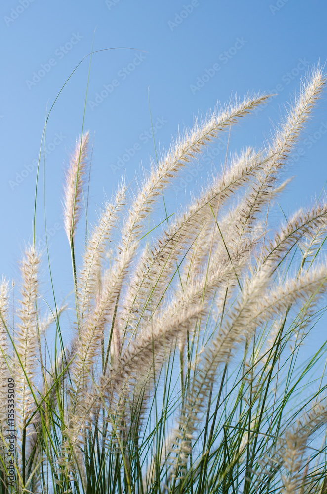 white feather grass witht sun light and clear blue sky at morning. white feather grass witht sun light and clear blue sky at morning.