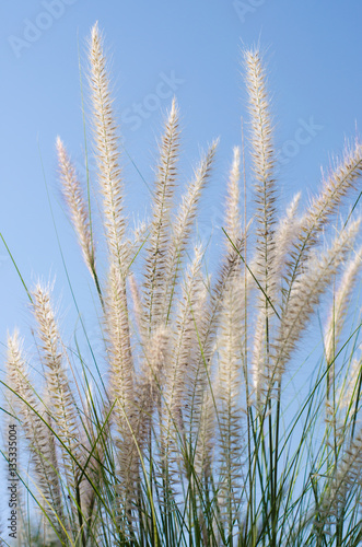 white feather grass witht sun light and clear blue sky at morning.