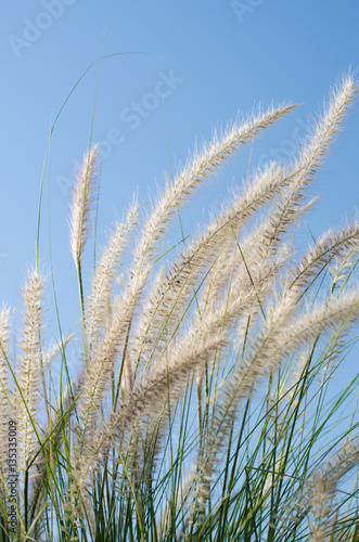 white feather grass witht sun light and clear blue sky at morning.