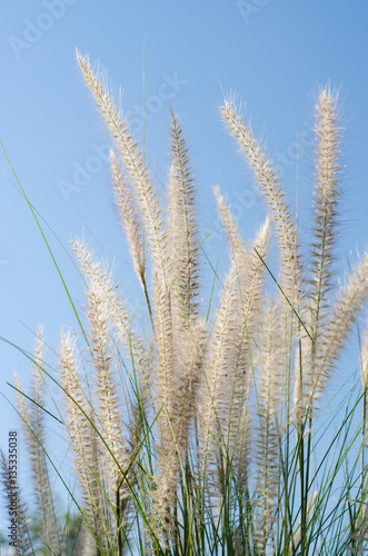 white feather grass witht sun light and clear blue sky at morning.