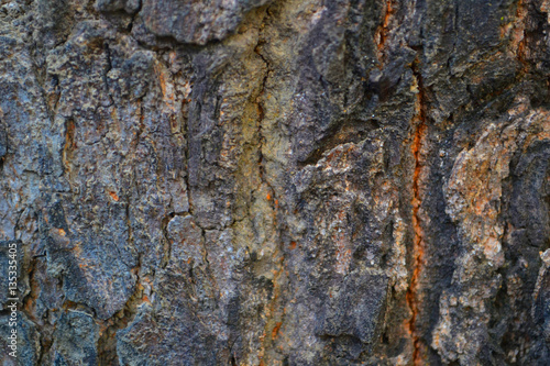 bark