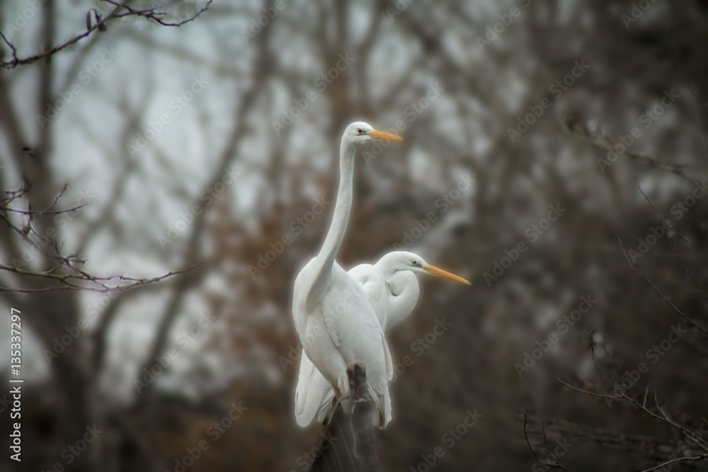 Egret on a blurred background in the wild Egret on a blurred background in the wild