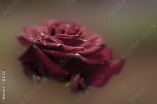 burgundy rose, close-up, on a blurred background photo