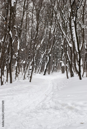 Ski track in the winter wood © Алексей Маслов