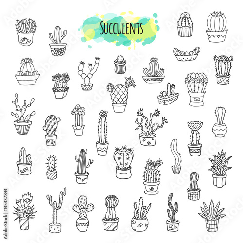 Succulents And Cacti Hand Drawn Set.