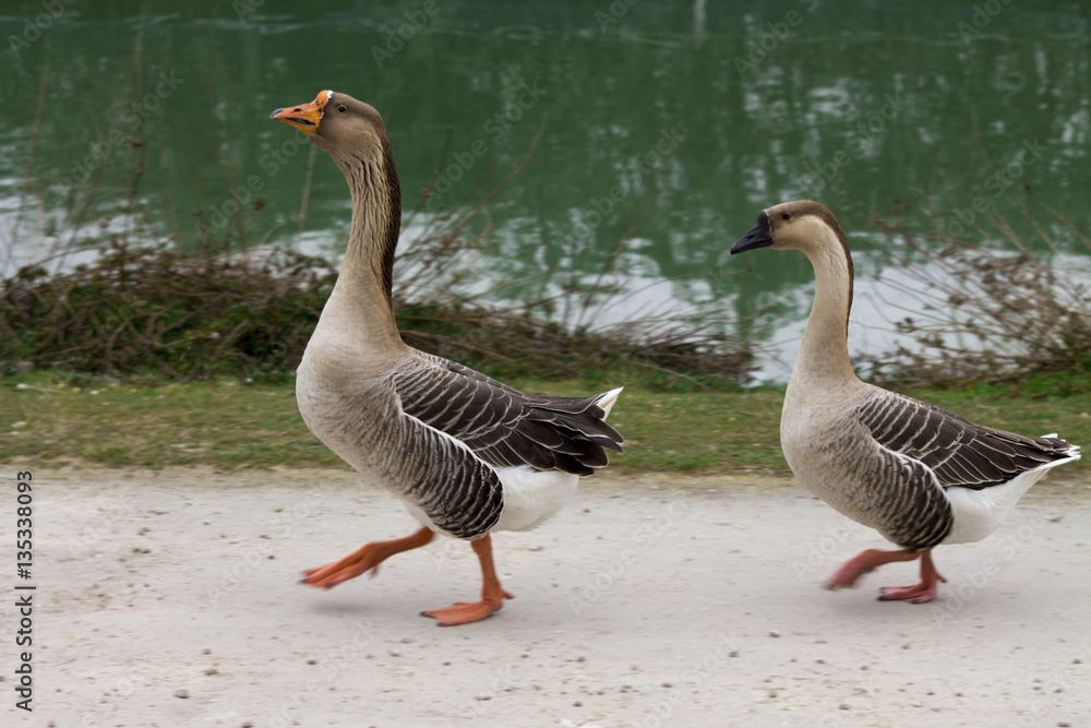 a pair of geese at the lake is a pair of geese at the lake is