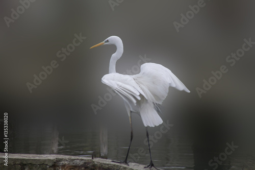 Egret on a blurred background in the wild