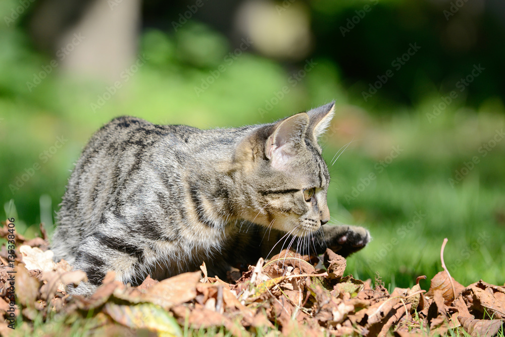 Kitten lying on the meadow in the leaves