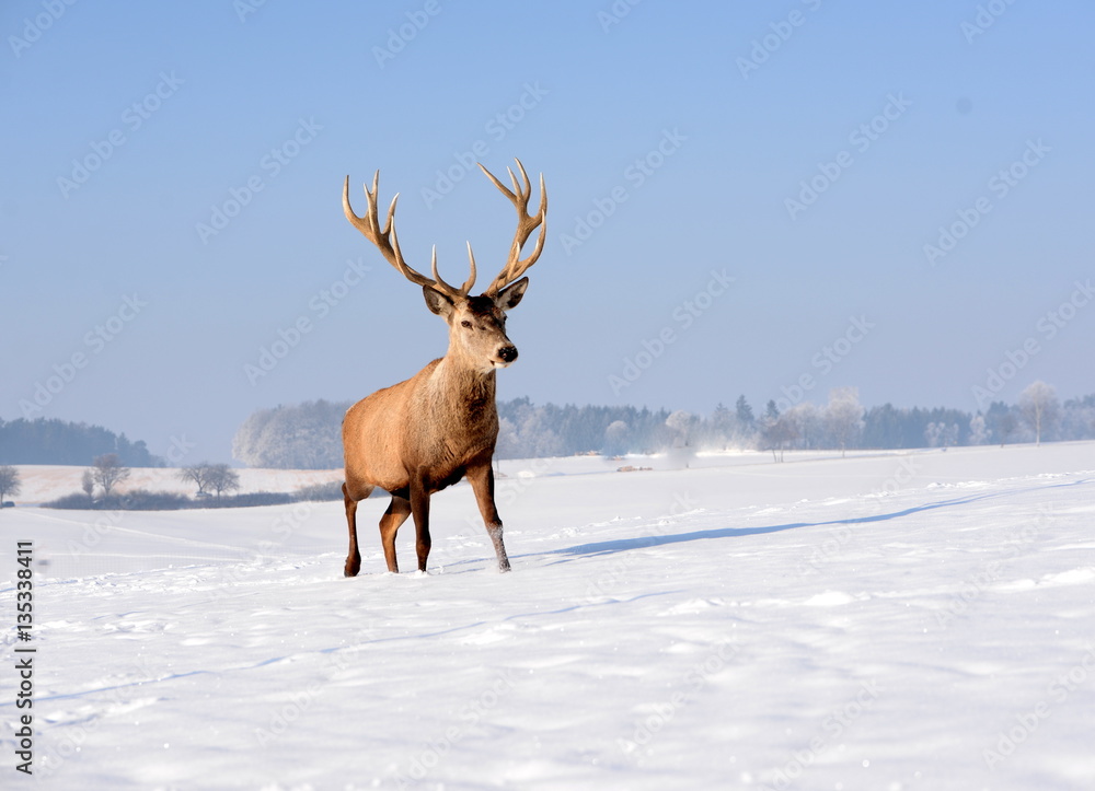 Wintertraum, mächtiger mänlicher Rothirsch schreitet durch sonnige winterliche Landschaft Wintertraum, mächtiger mänlicher Rothirsch schreitet durch sonnige winterliche Landschaft