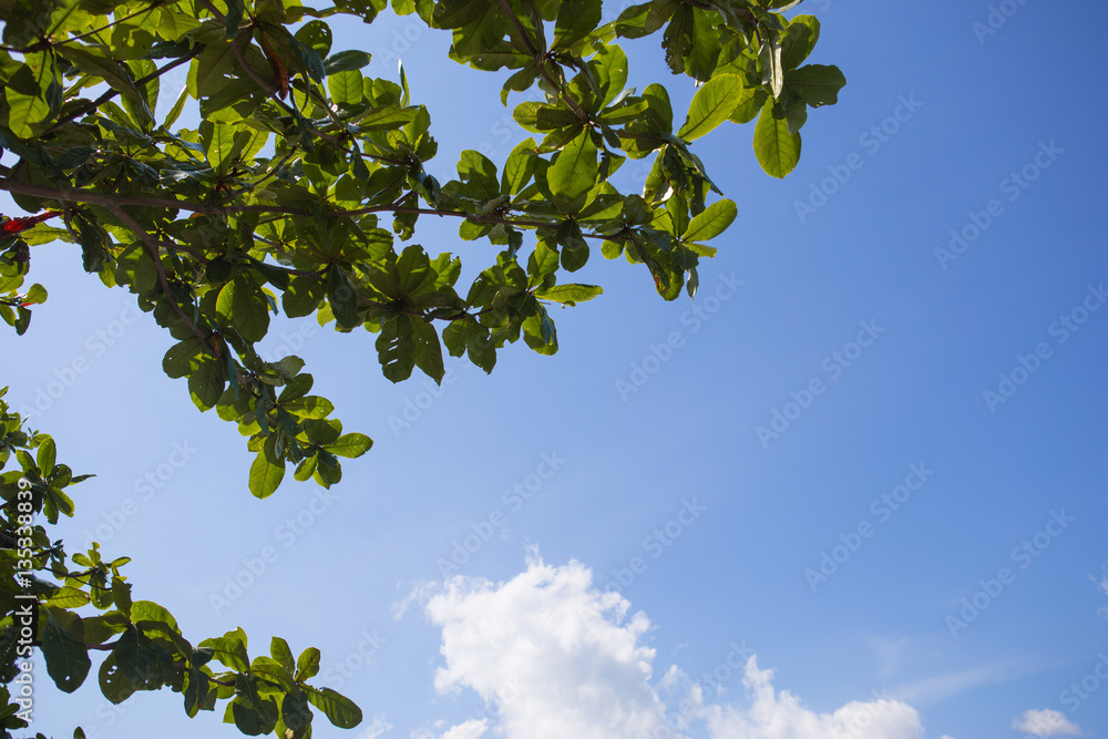 green leaf on blue sky background