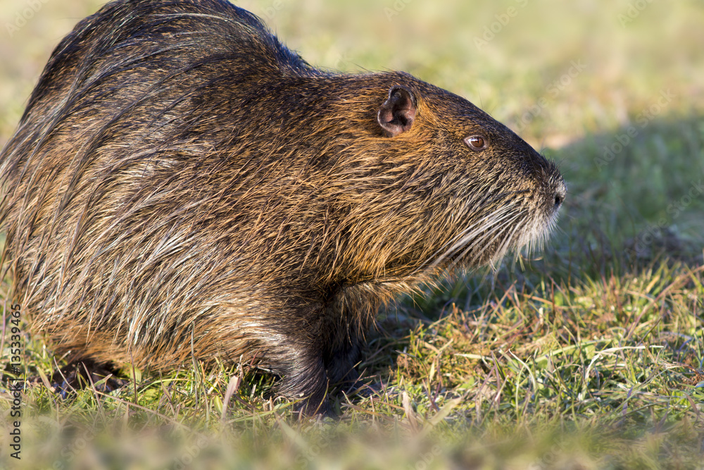 Fototapeta premium Close up photo of a nutria, also called coypu against green background