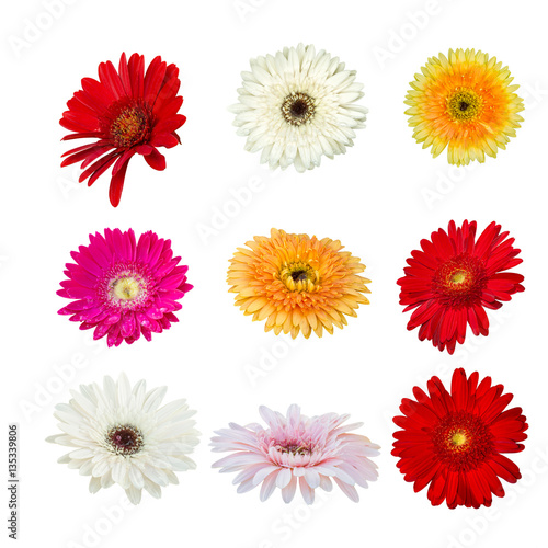 Fototapeta Naklejka Na Ścianę i Meble -  collection isolated of various color gerbera flower on white bac