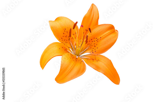 isolated orange Lily flower on white background