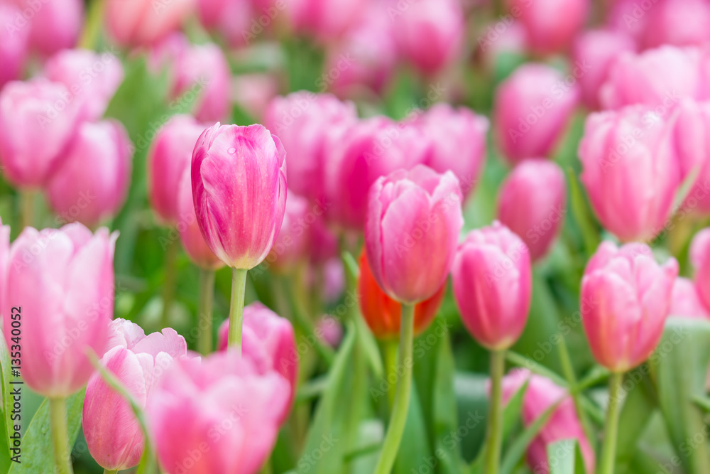 Beautiful bouquet of pink tulips flower field