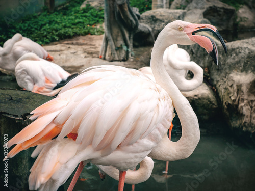 Closeup group of red flamingo photo