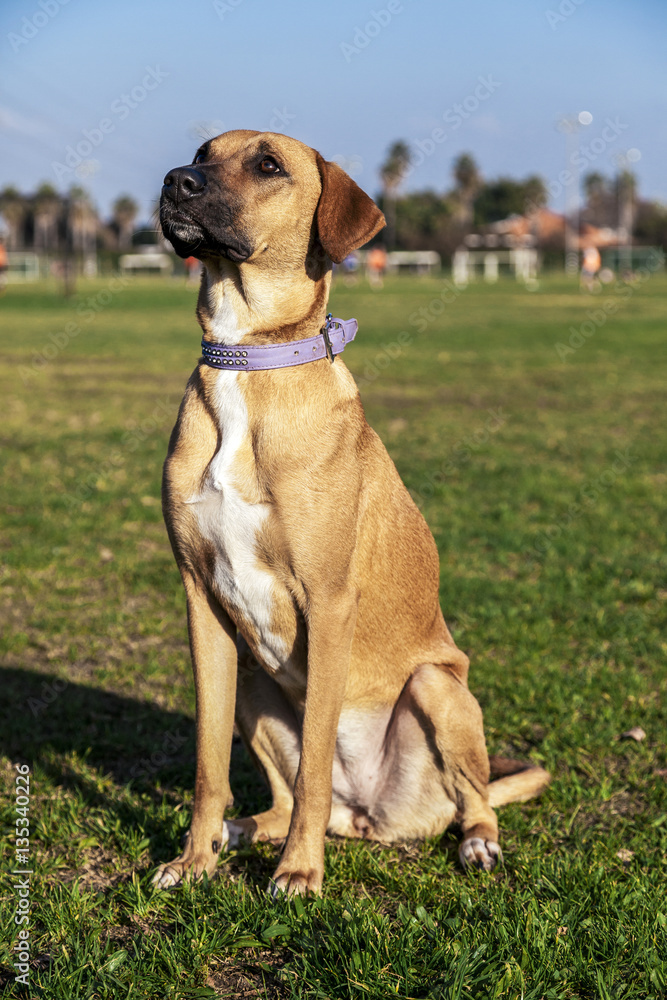 Mixed Breed Dog Portrait in the Park Mixed Breed Dog Portrait in the Park