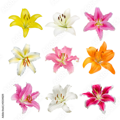 collection of various color Lily flowers contain yellow, white, orange and pink Lily