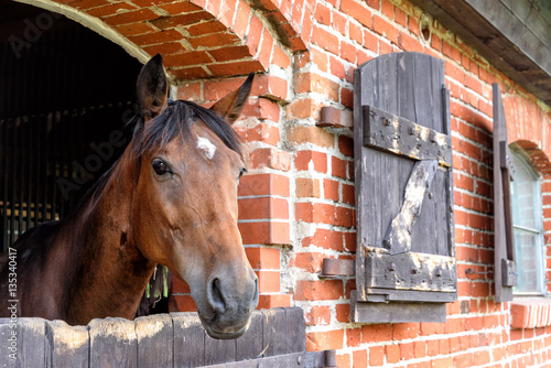 Fototapeta Naklejka Na Ścianę i Meble -  Gestüt in Ostpreußen