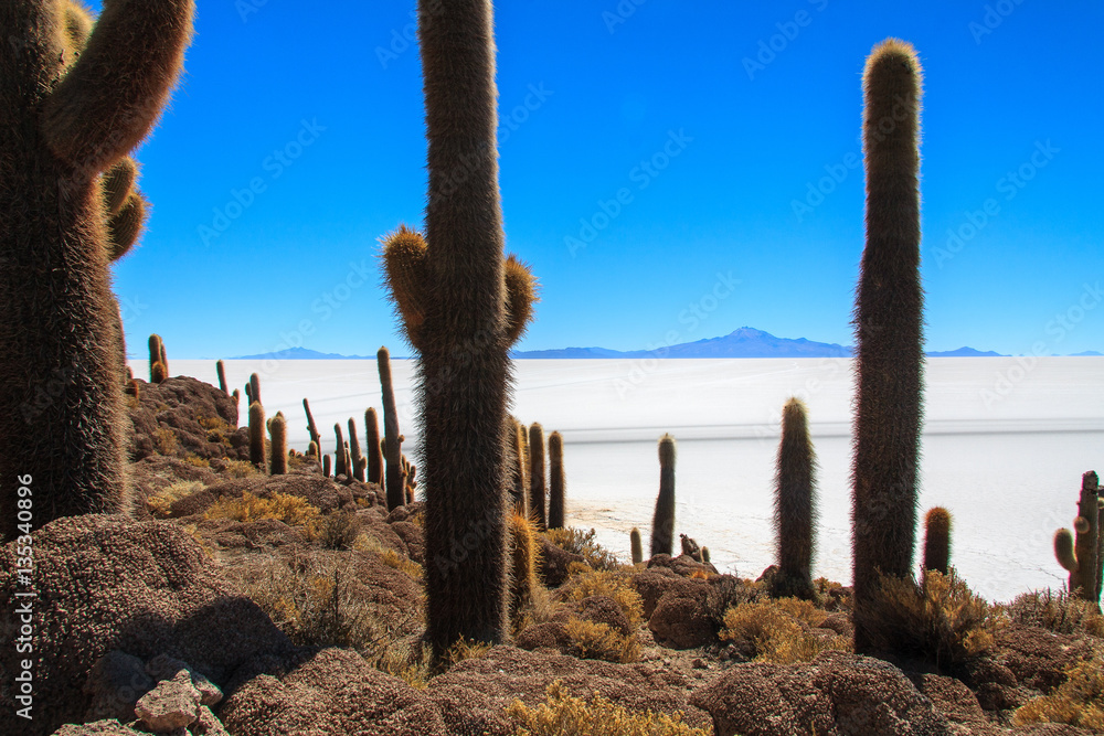 Millenary cactus in the Salar de Uyuni. Millenary cactus in the Salar de Uyuni.