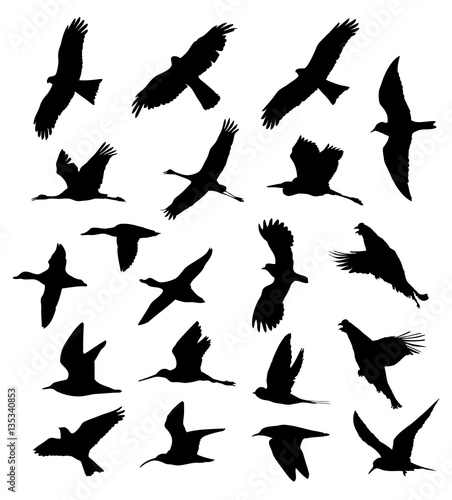 Birds in flight set silhouettes
