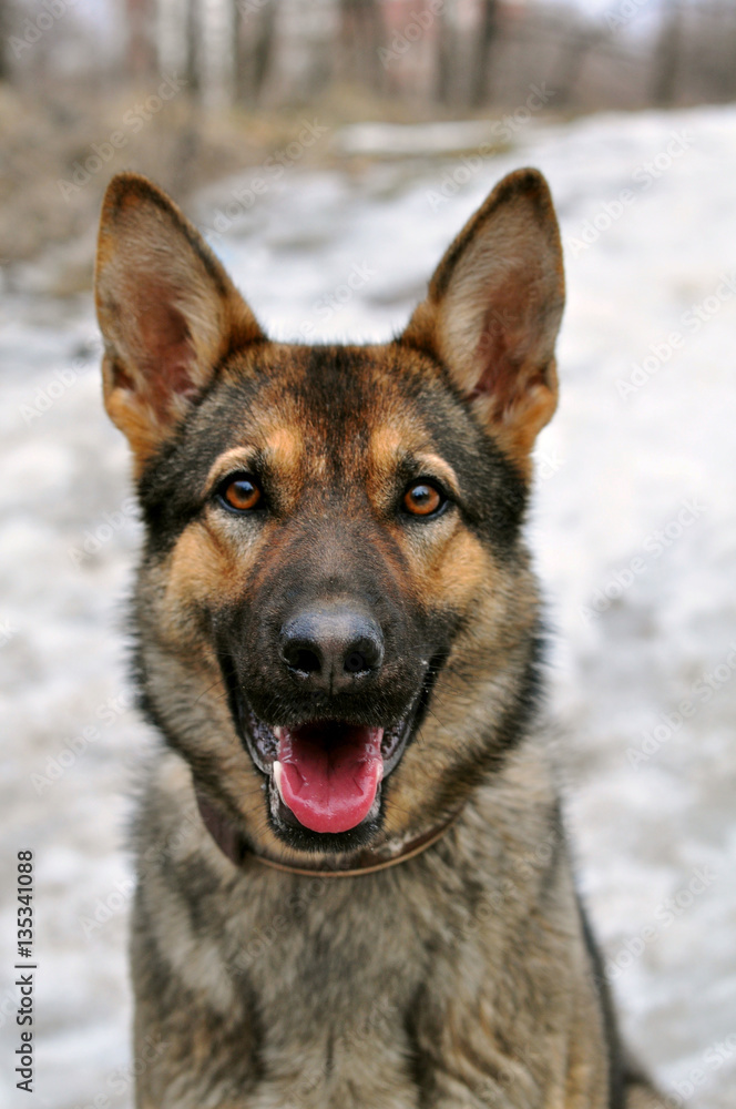 Dog Dog
