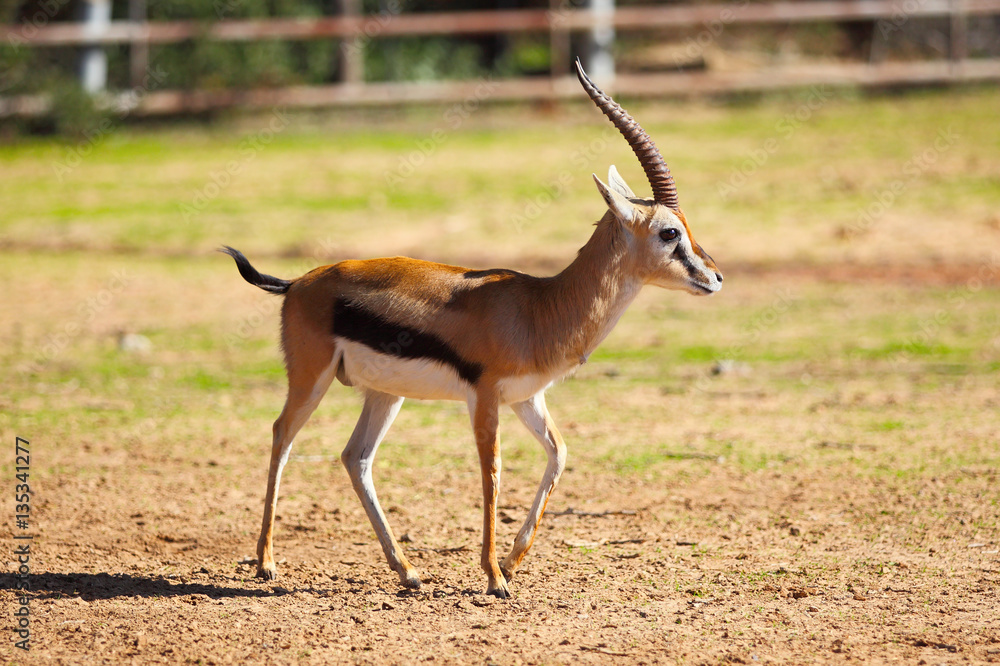 Thomson's gazelle (Eudorcas thomsonii) Thomson's gazelle (Eudorcas thomsonii)