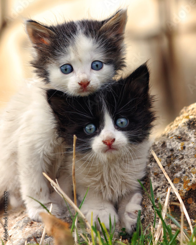 Fototapeta Two small scared kittens looking at the camera, clinging to each other