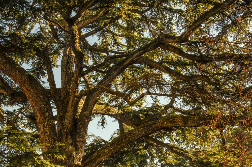 Obraz premium Large tree from below