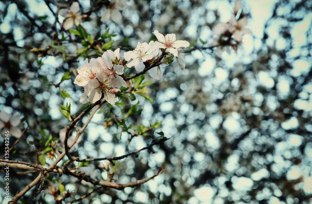 background of spring white cherry blossoms tree background of spring white cherry blossoms tree